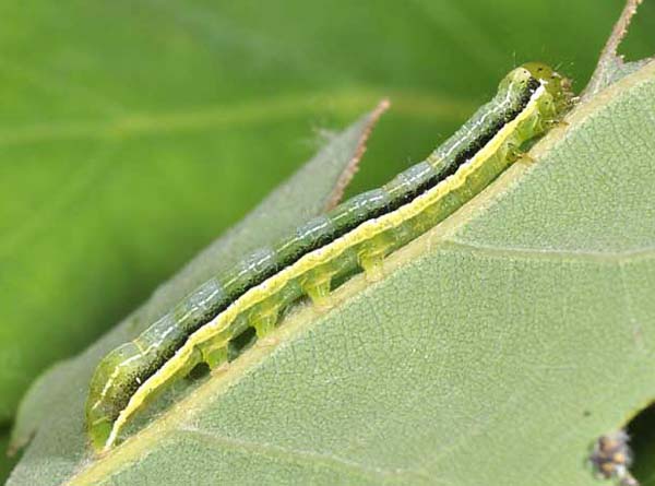 Chenille dernier stade O. gothica
